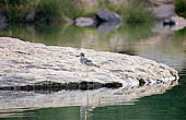 Panna National Park, Chattarpur, Madhya Pradesh